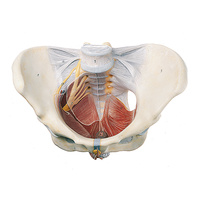 Female Pelvic Floor