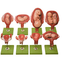 PREGNANCY SERIES (14pt)