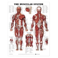 The Muscular System -Laminated  Anatomical Chart