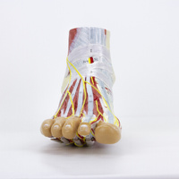 Foot Model, 9-Parts
