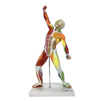 Muscular Figure Didactic Model, 1/4 Life-Size