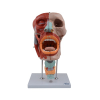 Head Musculature Model, Enlarged, 10 Parts