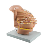 MRI Head Model, 12 Transverse Sections