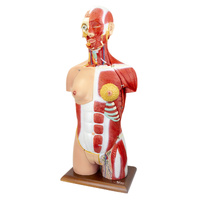 Dual-Sex Muscular Torso with Open Neck & Back Model, 28 Parts