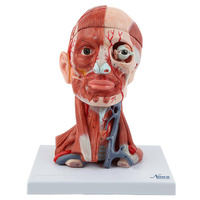 Neck and Head Musculature Model, 10-Parts