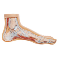 Normal Foot