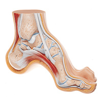 Arched Foot