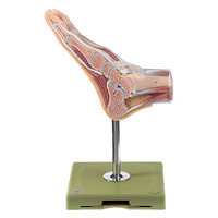 Normal Foot, Sagittal Sectioned