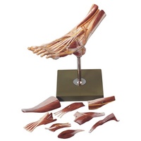 Muscles of the Foot (9pt)