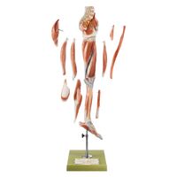 Muscles of the Leg with Base of Pelvis