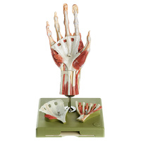 Surgical Hand Model