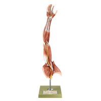 Muscles of the Arm with Shoulder Girdle
