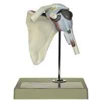 Shoulder Joint