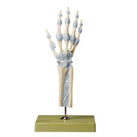 Hand and Finger Joints with Ligaments 