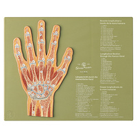 Section through the Hand