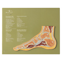 Section through a Normal Foot