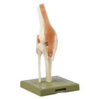 Functional Model of the Knee Joint
