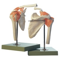 Functional Shoulder Joint