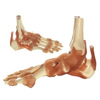 Functional Ankle Joint