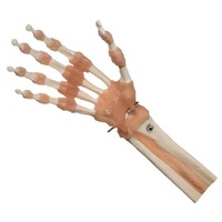 Functional Hand & Finger Joints