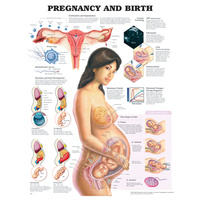 Anatomical Pregnancy and Birth Chart