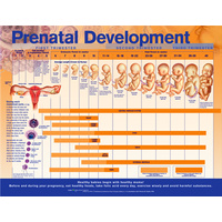 Anatomical Prenatal Development Chart