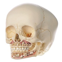 Anatomical Models for Child Skull 