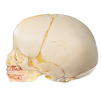 Somso Skull of a Newborn