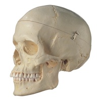 Anatomical Models about Female Skull