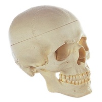 Anatomical Models to Learn About Human Skull