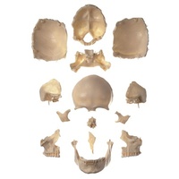Anatomical Models for Cranial Anatomy Skull