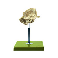 Artificial Temporal Bone