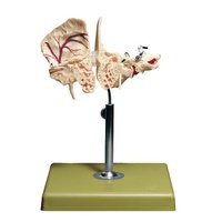 ARTIFICIAL TEMPORAL BONE (2PT)
