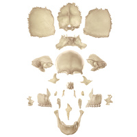 Anatomical Models of Artificial Bauchene Skull of an Adult, Unmounted Model
