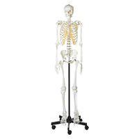 Anatomical Male Human Skeleton on roller stand Model