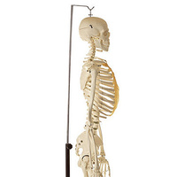 Artificial Human Skeleton Male on Hanging Stand
