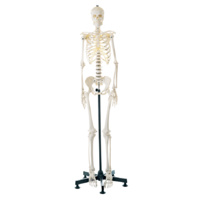 Anatomical Models of Female Human Skeleton on Static Stand 