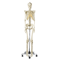 Anatomical Models of Female Human Skeleton on Roller Stand