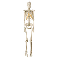 Anatomical Models of Female Human Skeleton on Roller Stand