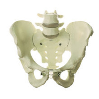 SKELETON OF MALE PELVIS