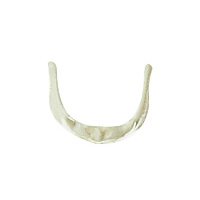 Somso Hyoid Bone