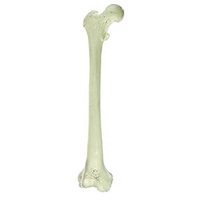 Somso Femur Bone