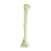 Somso Humerus Bone