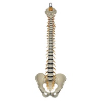 Anatomical Vertebral Column with Pelvis Model