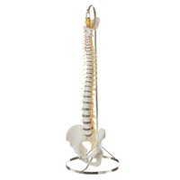 Anatomical Vertebral Column with Pelvis Model