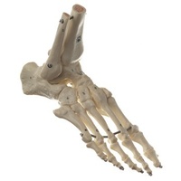 Right Foot Skeleton with Part Tibia, Elastic Mounting