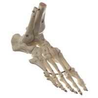 Left Foot Skeleton with Part Tibia, Elastic Mounting