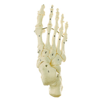 SKELETON OF THE FOOT