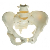 SKELETON OF FEMALE PELVIS