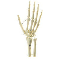 Somso Skeleton of the Hand with Base of Forearm